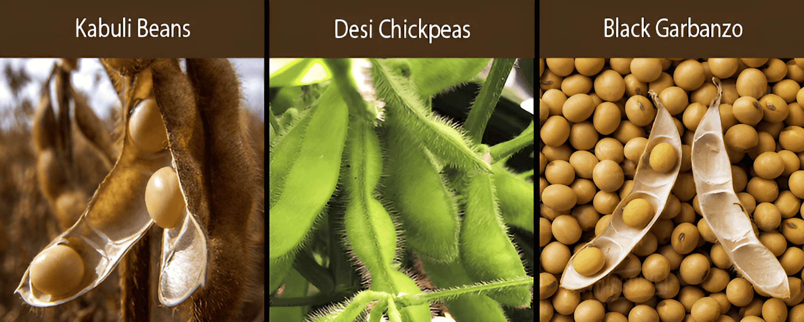 kabuli soybeans desi soybeans black soybeans varieties